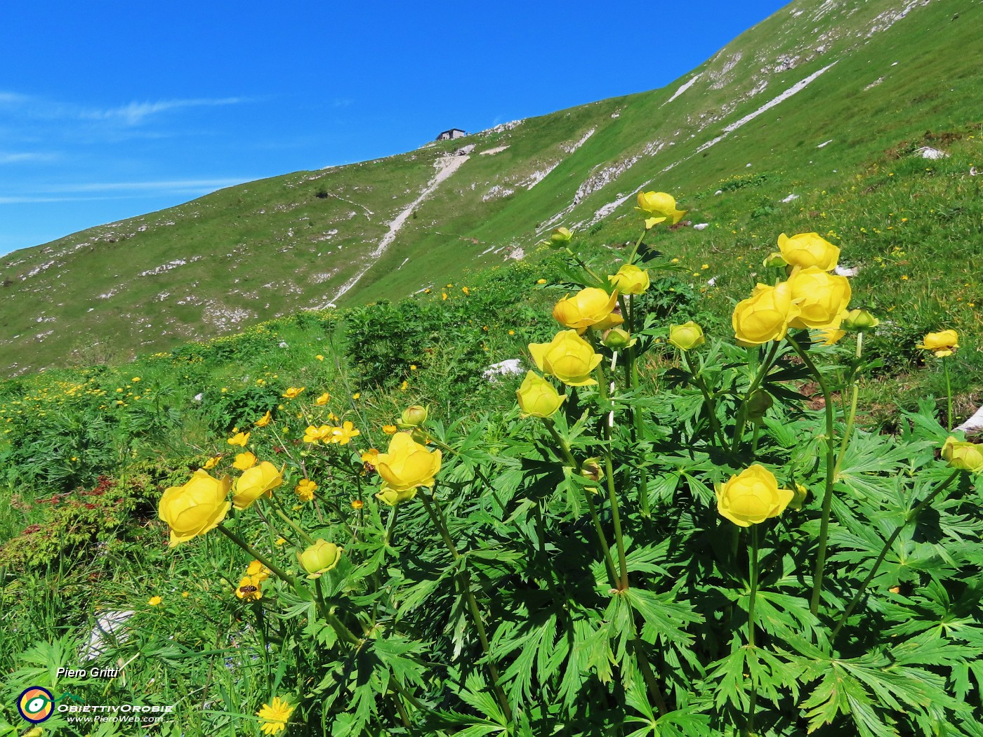 37 Trollius europaeus (Botton d'oro) con vista verso Capanna 2000.JPG